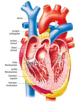 Herz - Enzyklopädie - Brockhaus.de